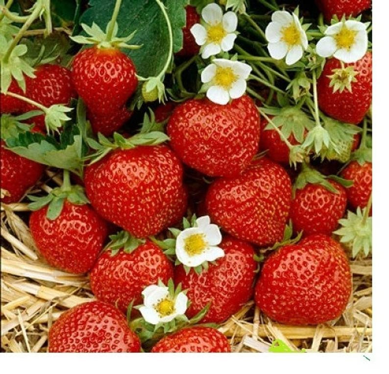 6XL Strawberry Plants “Ozark Beauty” Everbearing(Pack of 6XL Bare Root) Zone 4-9