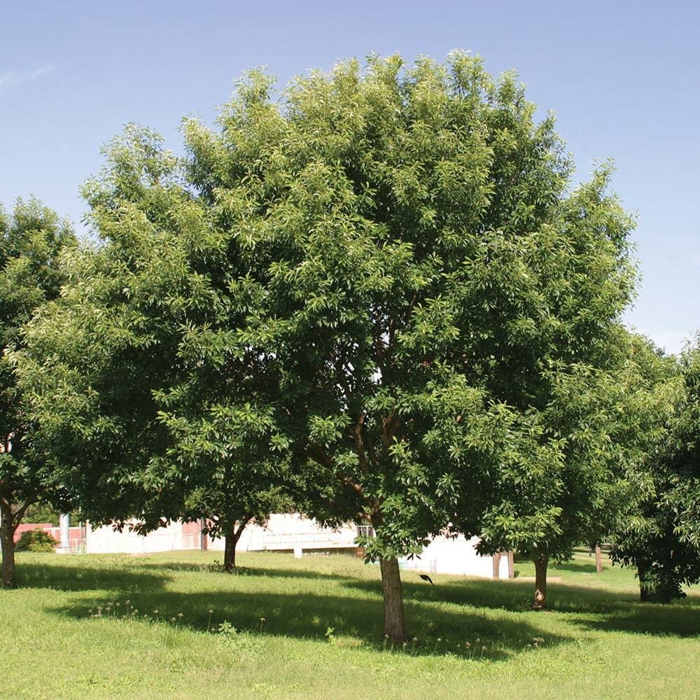 1 Chinkapin Oak Tree 12-24″ Quercus muehlenbergii Bare Root