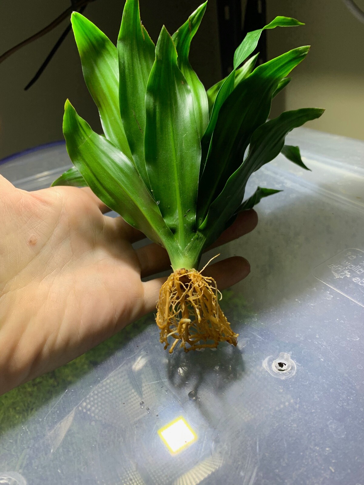 BUY 2 GET 1 FREE Janet Craig Pineapple Plant Dracaena Compacta Live House Plant