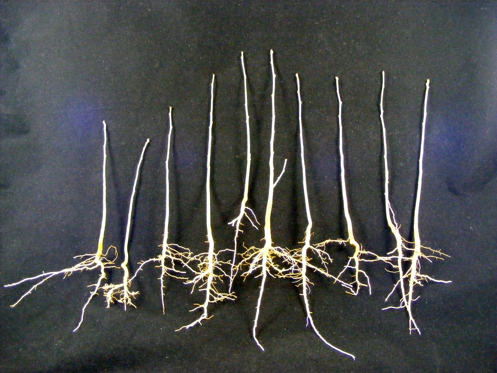 (Rose Of Sharon) Hibiscus Live Plant with Roots