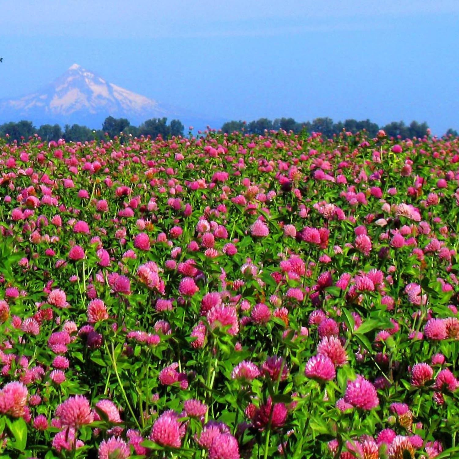 Nitrogen-Fixing Red Clover Seeds – Self-Seeding & Adaptable