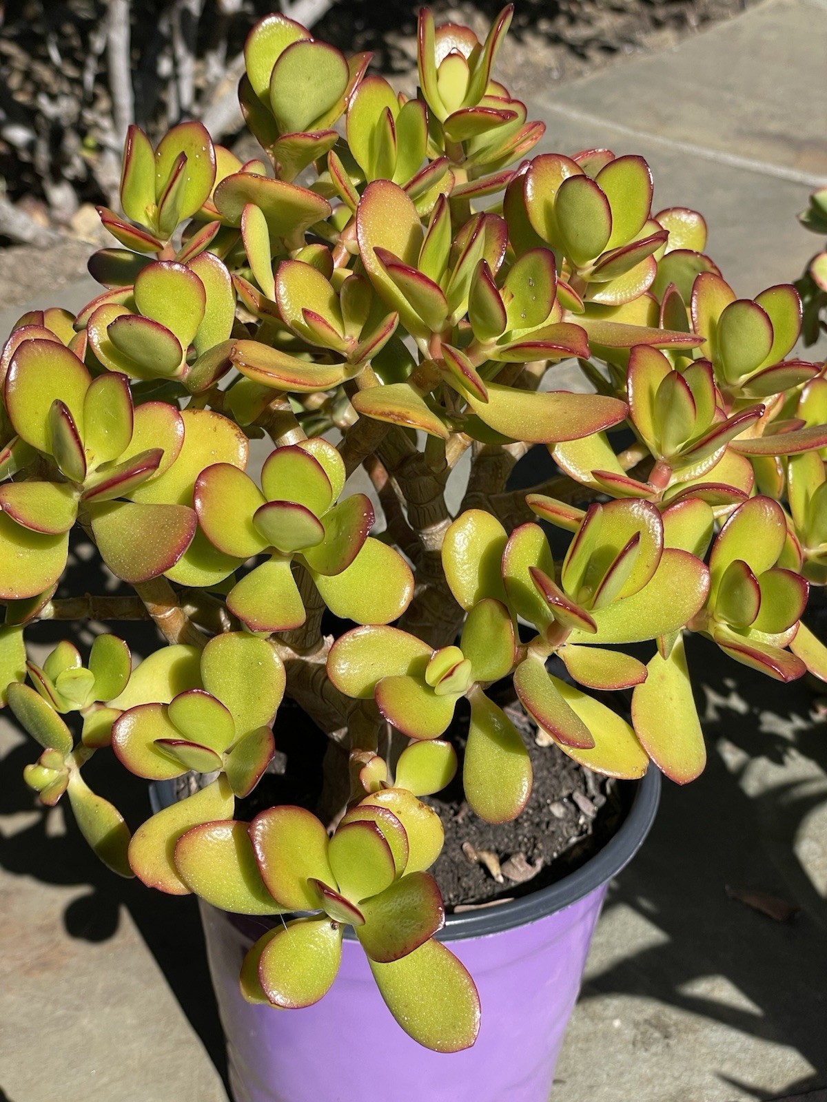 Crassula Ovata Jade Plant Rare Succulent Easy Care Live Plant 1-Cutting 2-3″