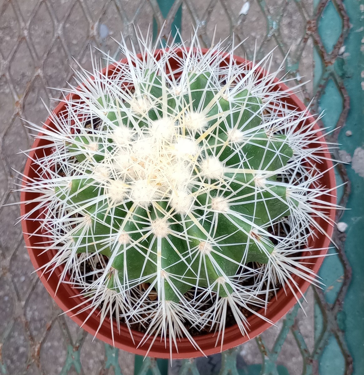 Echinocactus grusonii v. Albispina Golden Barrel Cactus White Spines 25