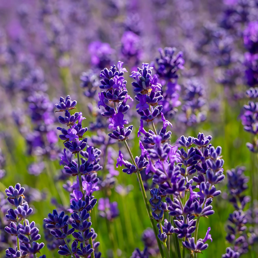 Fresh Premium Lavender Seeds | Vera | Herb | Heirloom Non-GMO | Herb Seeds