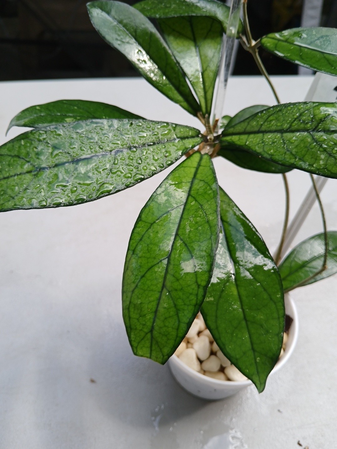 #360- Hoya CRASSIPETIOLATA Green LIVE PLANT,