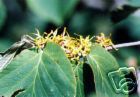 Hamamelis virginiana WITCH HAZEL Shrub Seeds!