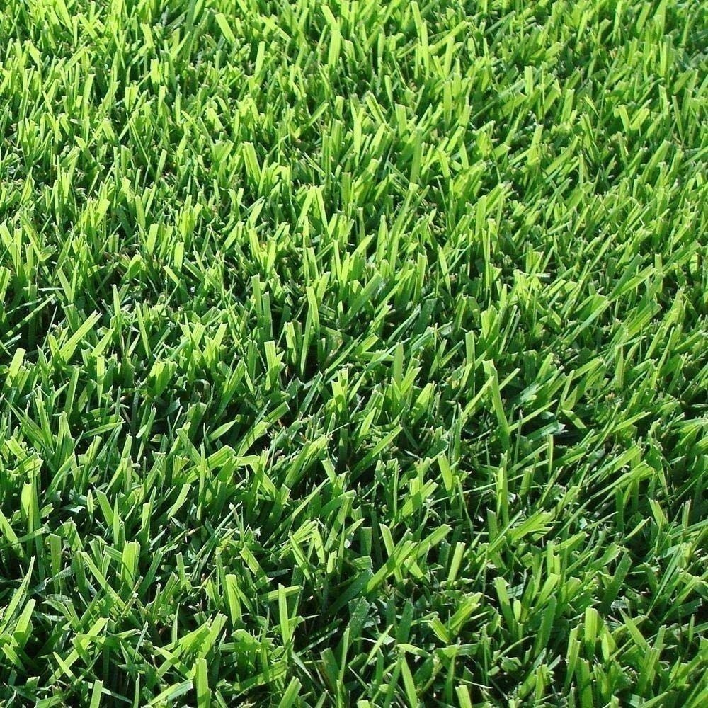 Zoysia | Sod Plugs | Zoysia japonica | Low Maintenance | Hardy | Landscape Plant