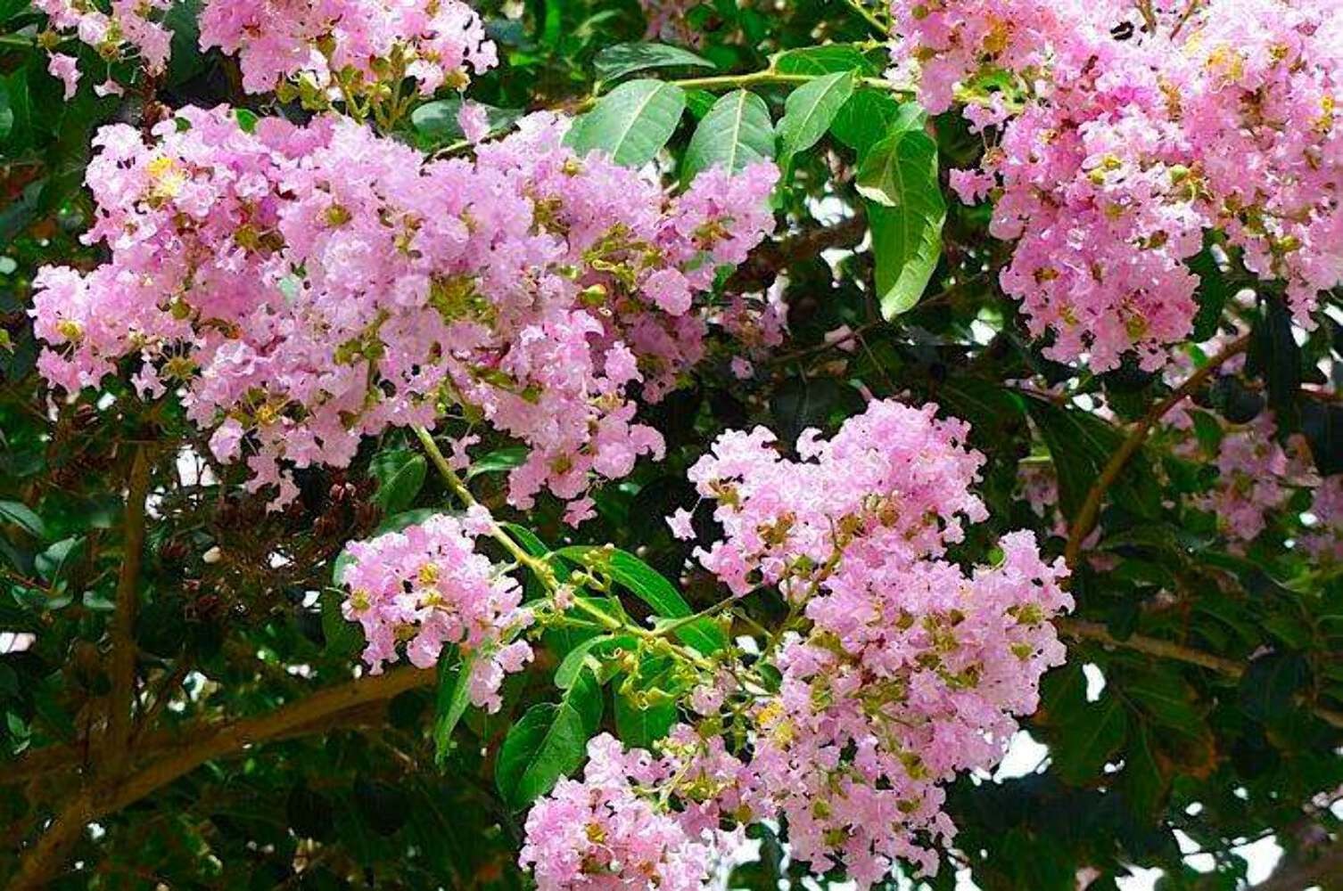 Bashams Party Pink Crape Myrtle: Rapid Growth with Delicate Pink Blooms