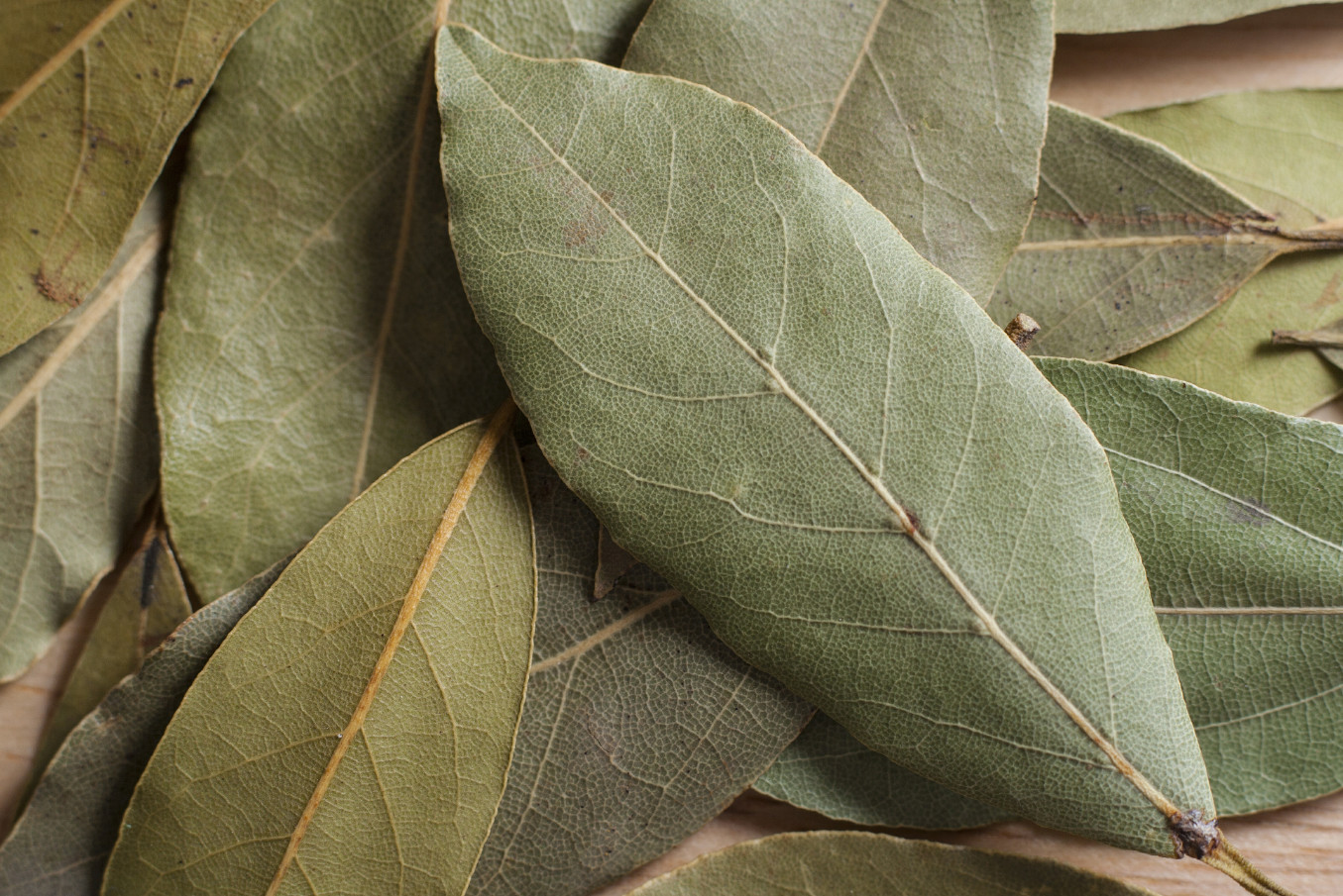 5 Live Bay Leaf Plant – Laurus nobilis – Culinary Herb – 8–10″ Tall – 3″ Pot