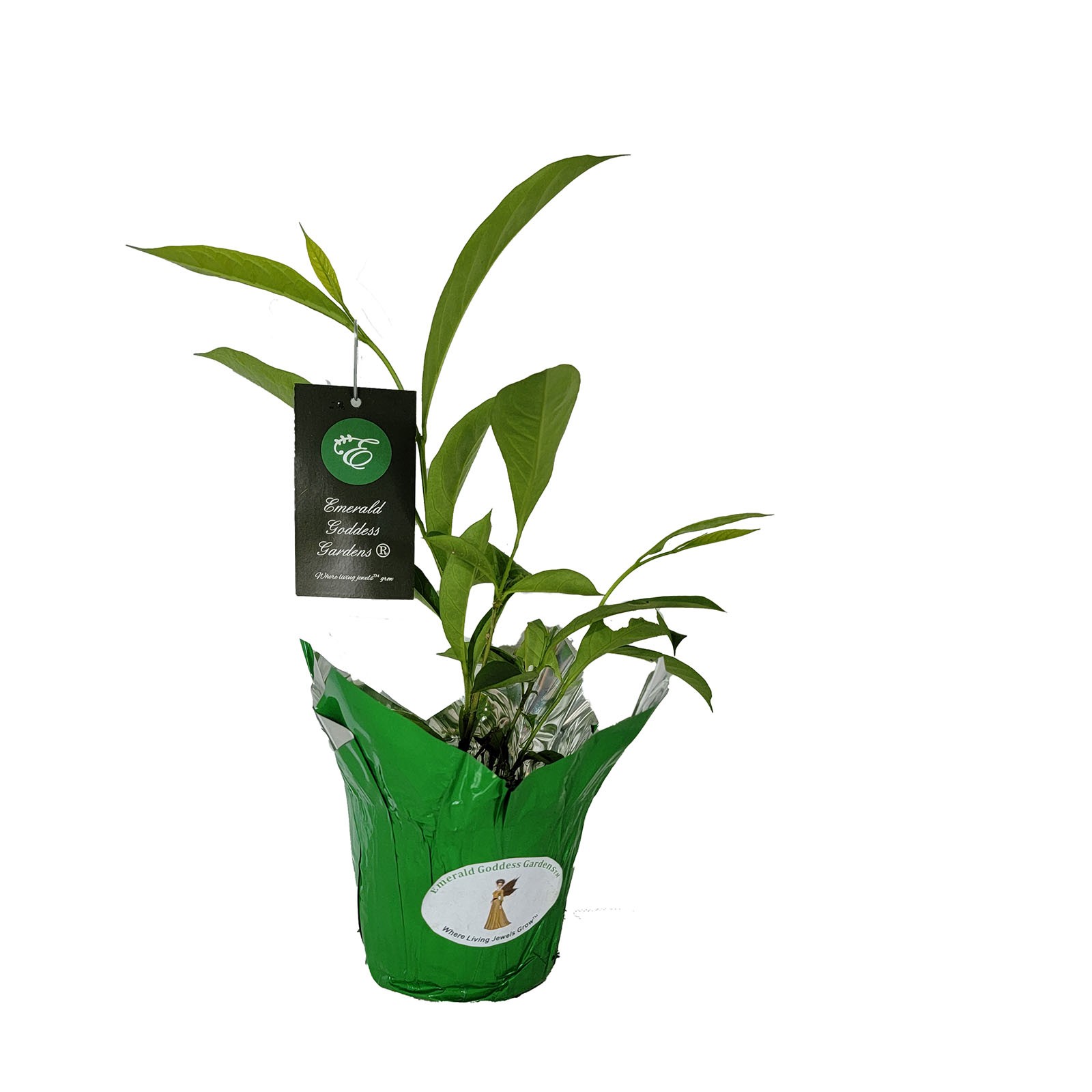 YESTERDAY TODAY TOMORROW Semi-Tropical Flowering Shrub Plant Purple White Lav