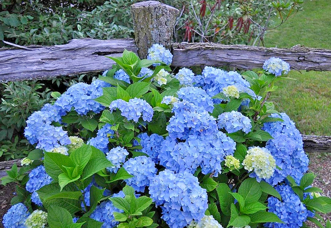 Nikko Blue Hydrangea Live Plant – 6-12″ Tall – 1qt Pot – Dwarf – Zones 5-9