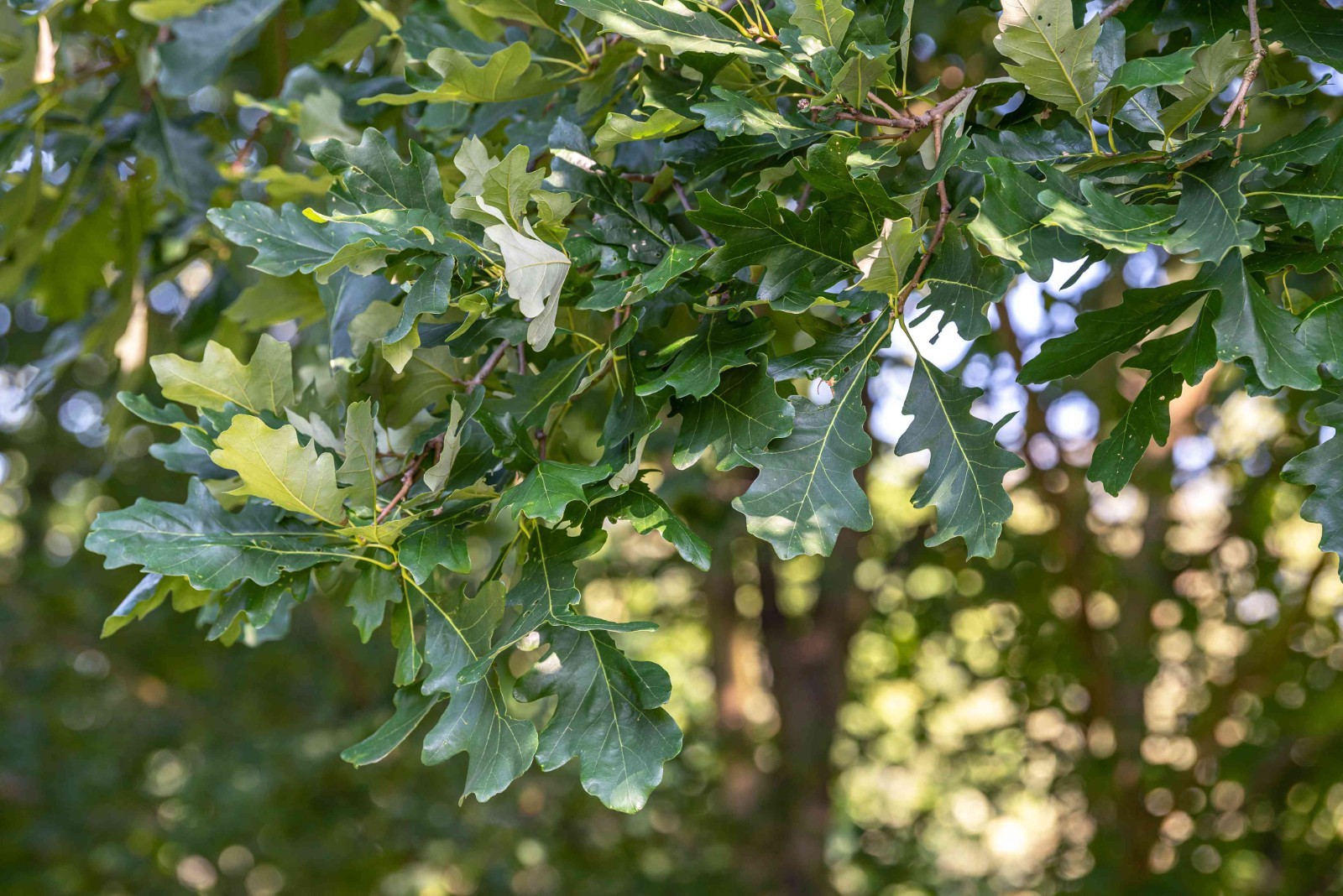 1 Bur Oak Tree 12-24″ Quercus macrocarpa Bare Root