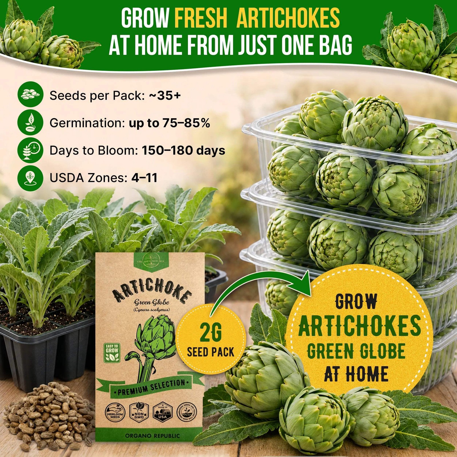 Green Globe Artichoke Seeds Pack 2G