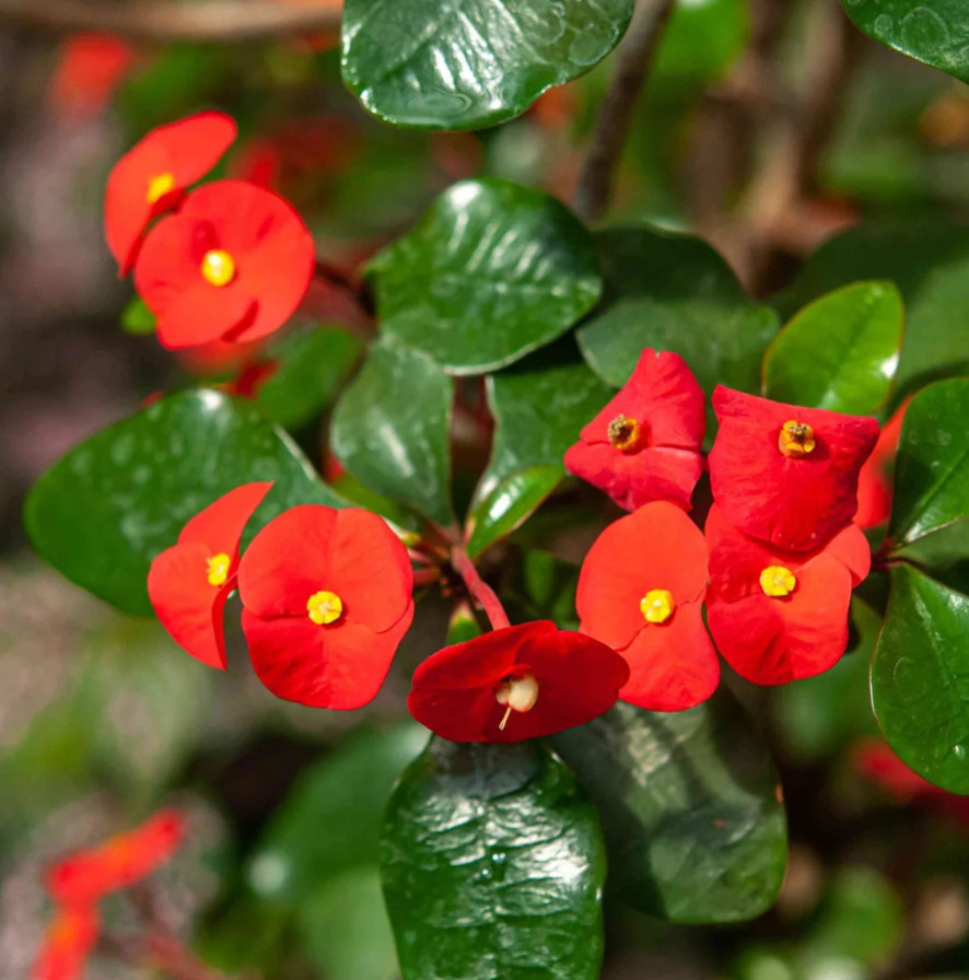 Red Crown of Thorns – Euphorbia milii ‘Floral Red’ – Live Plant in 2″ Pot