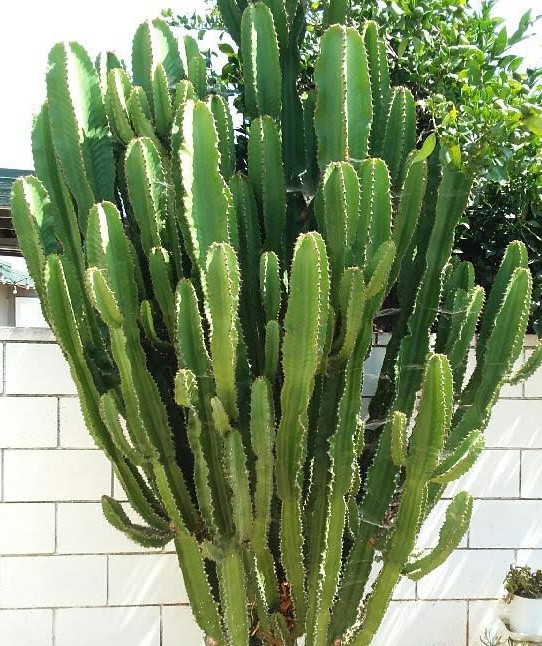 Live Succulent Cuttings – Euphorbia Ingens Candelabra Tree (6 inches)