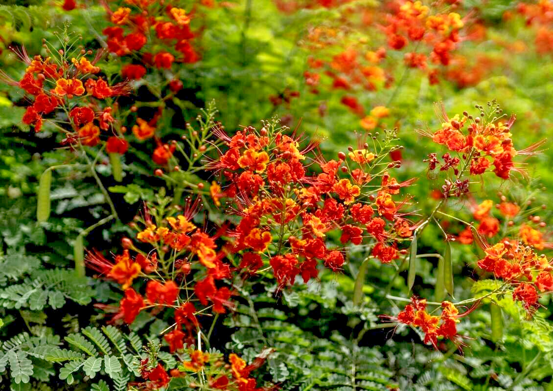MEXICAN RED BIRD of PARADISE SEEDS (C. Pulcherrima) DWARF POINCIANA Flower Shrub