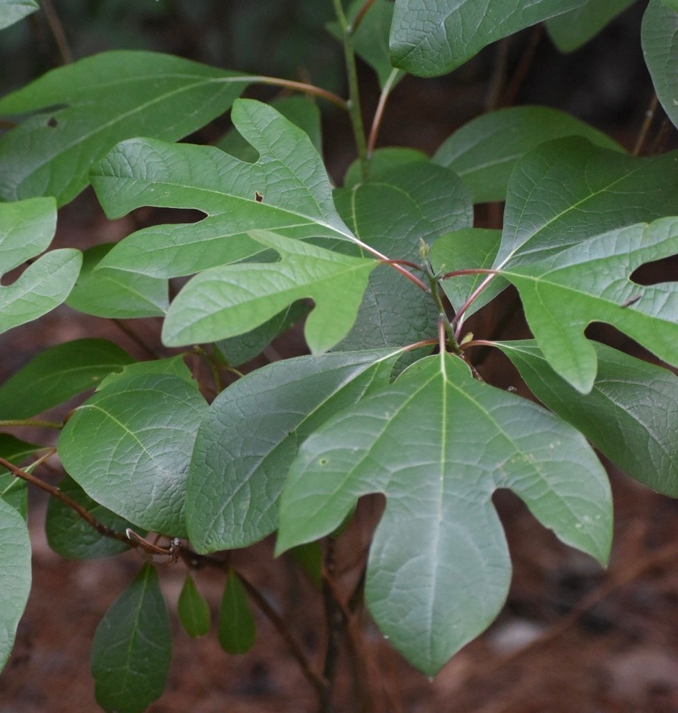 Sassafras Tree – 20 – 30″ Tall – Grown in a Trade 1 Gallon