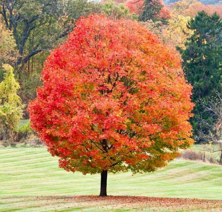 Sugar Maple Tree – Quart Pot Live Plant – Acer saccharum for Landscape & Shade
