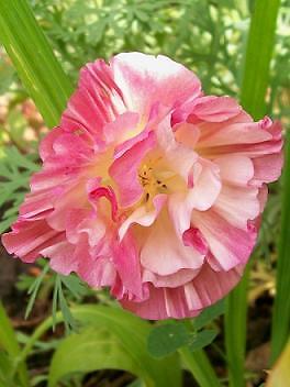 Eschscholzia Thai Silk Pink Champagne 1,000 seeds