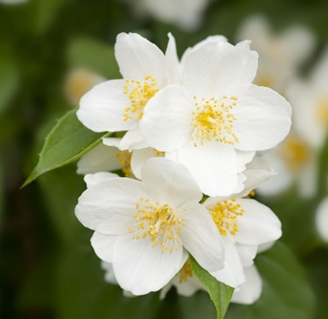 3 Sweet Mock Orange Starter Plant 12-24″ Philadelphus coronarius Bare Root
