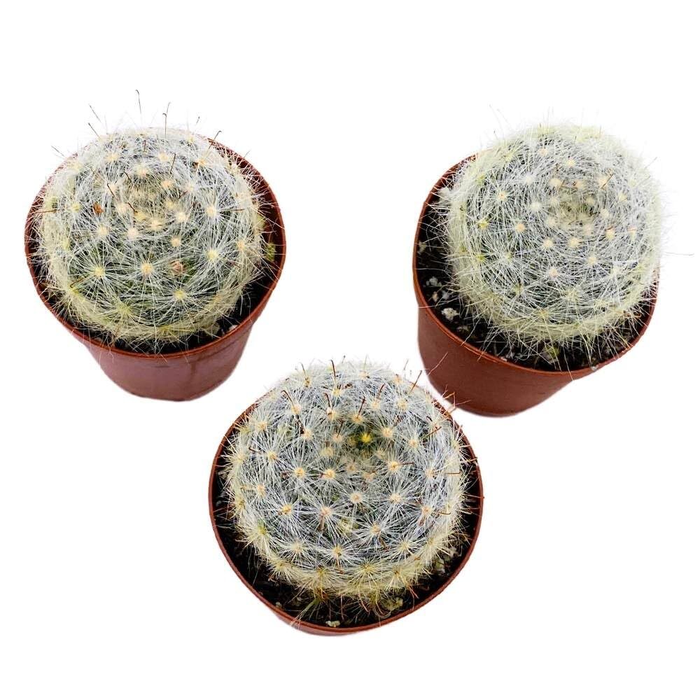Powder Puff Cactus 2 inch Set of 3 Mammillaria bocasana White Yellow Crown of Fl
