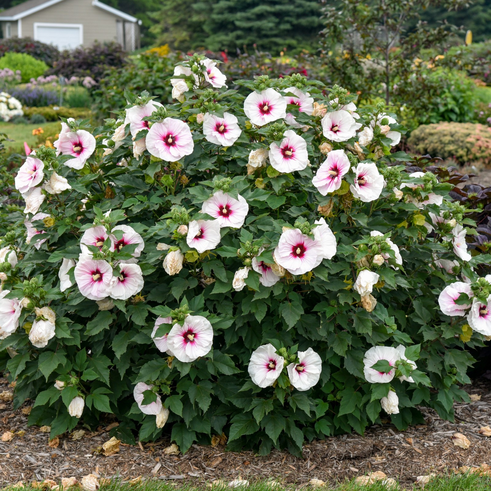 bush hibiscus ANGEL EYES pink flower hardy 2.5″ pot = 1 Live Potted Plant