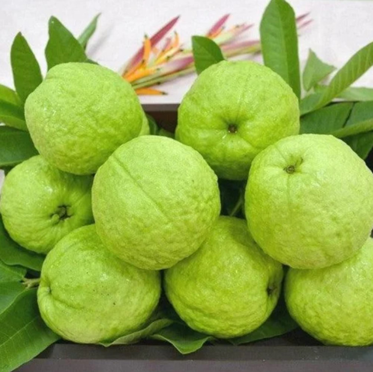 White Guava Plant – 4-6″ Tall – Psidium guajava – Tropical Fruit – Zones 9–11