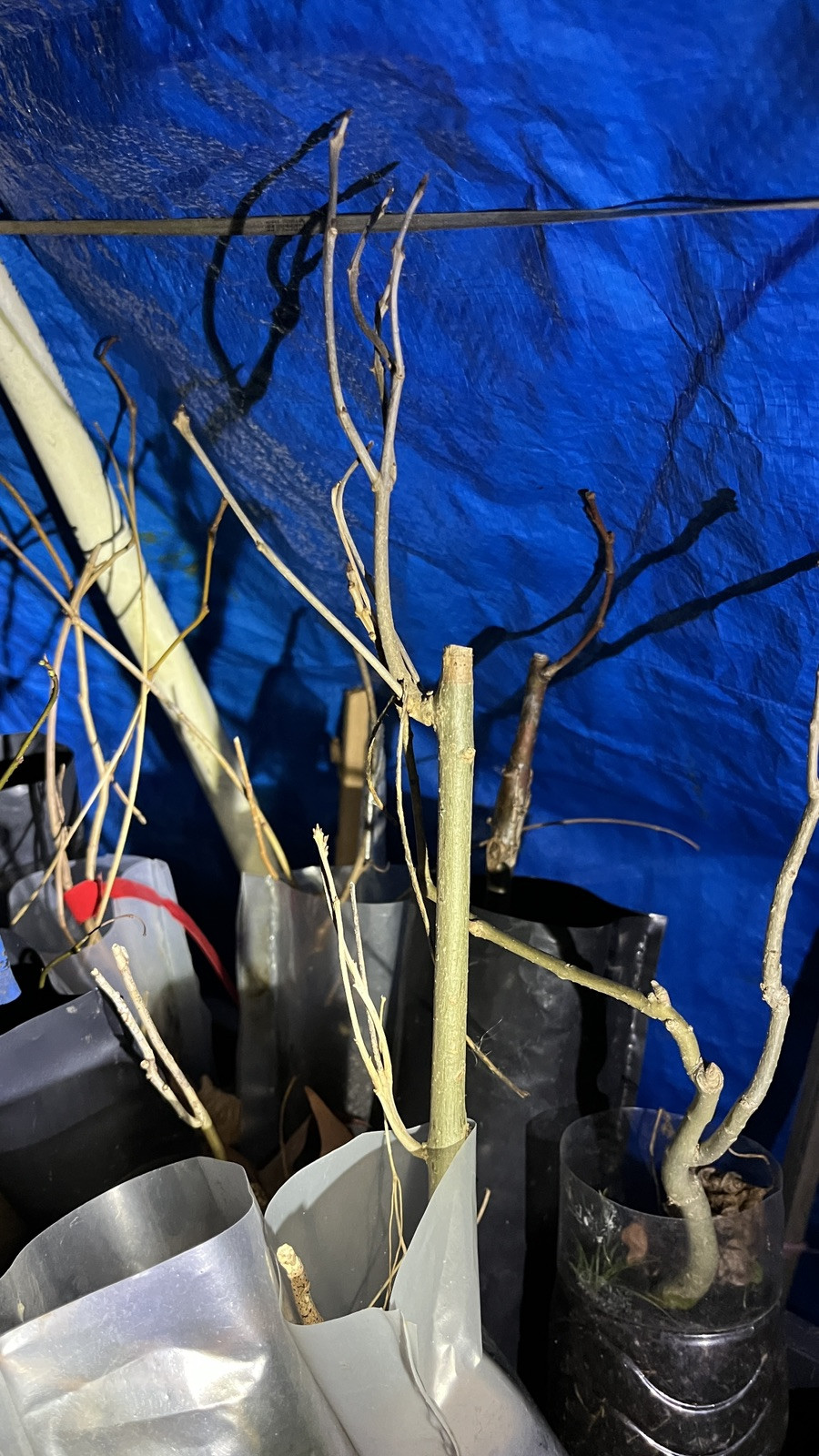 White A s h tree 1-2 ft tall bare root plant dormant