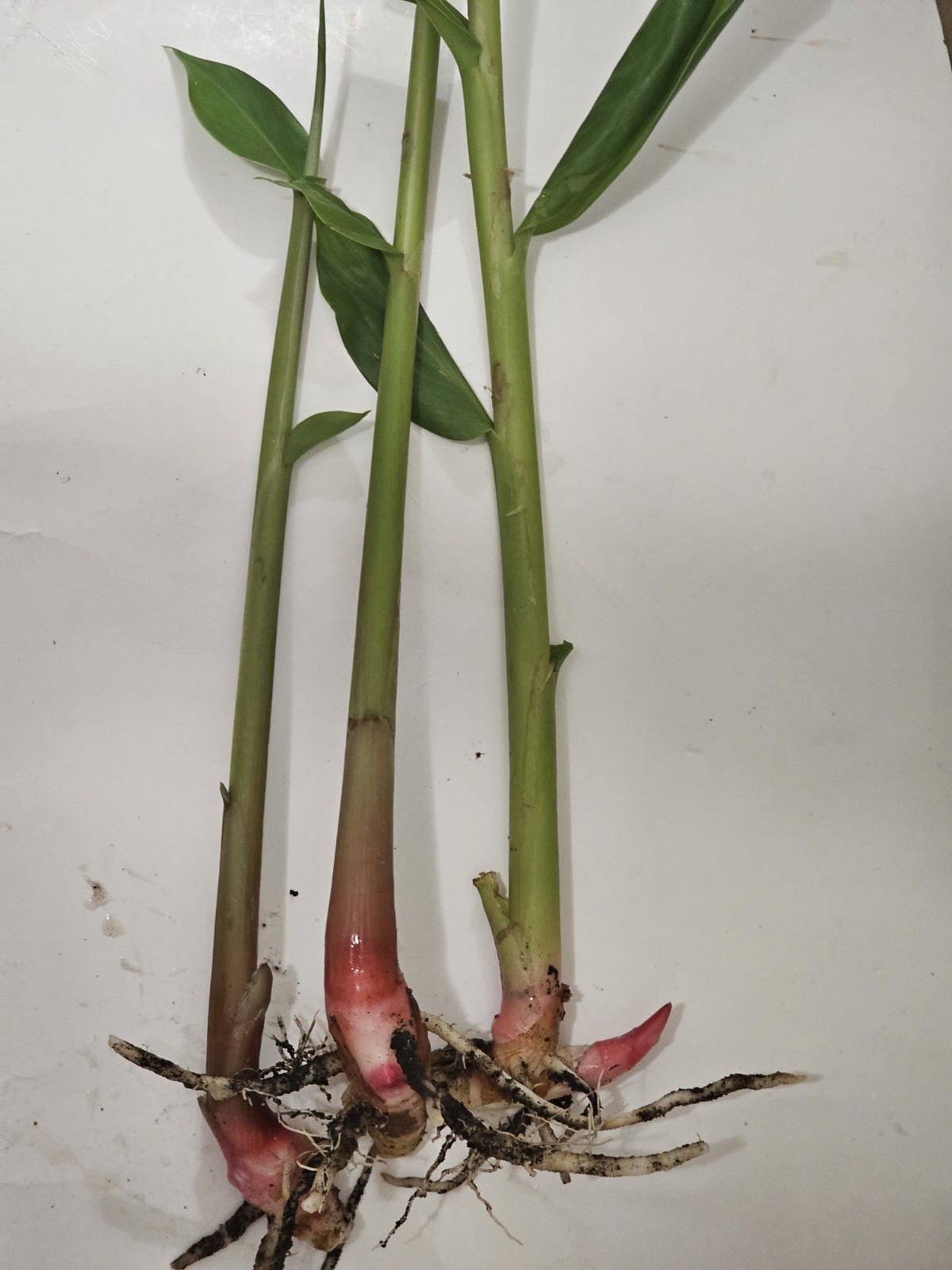 3 Plants Alpinia Officinarum Lesser Galangal Ginger 12 Inches Medicinal.