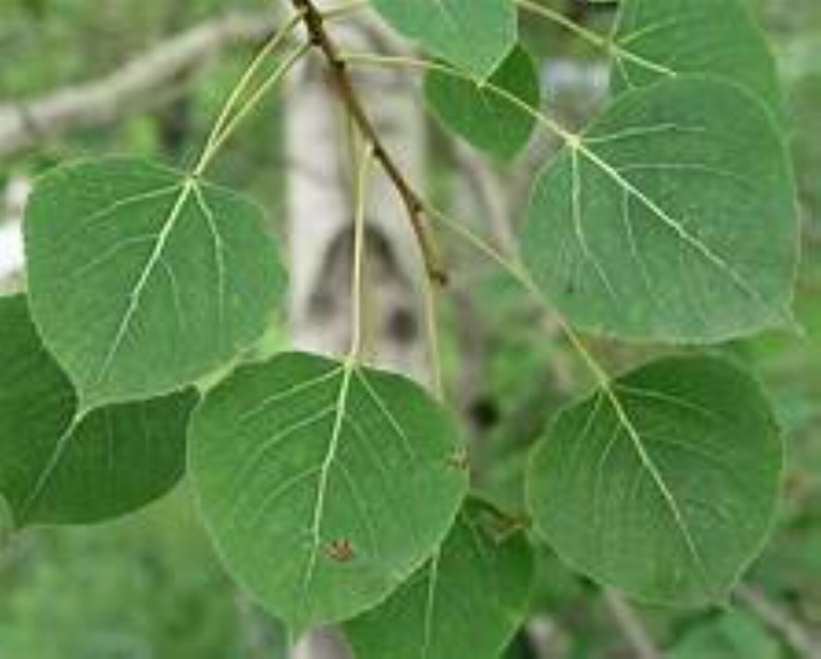 Quaking Aspen 1 year old live plant 14-22 inches tall
