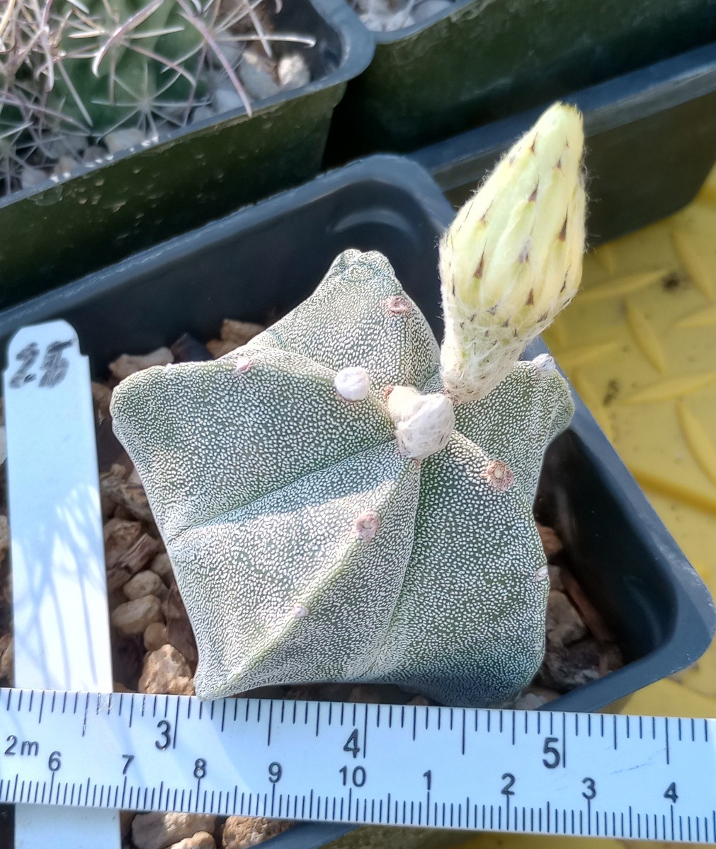 Astrophytum myriostigma Classic Forms Bishop’s Cap Cactus 25