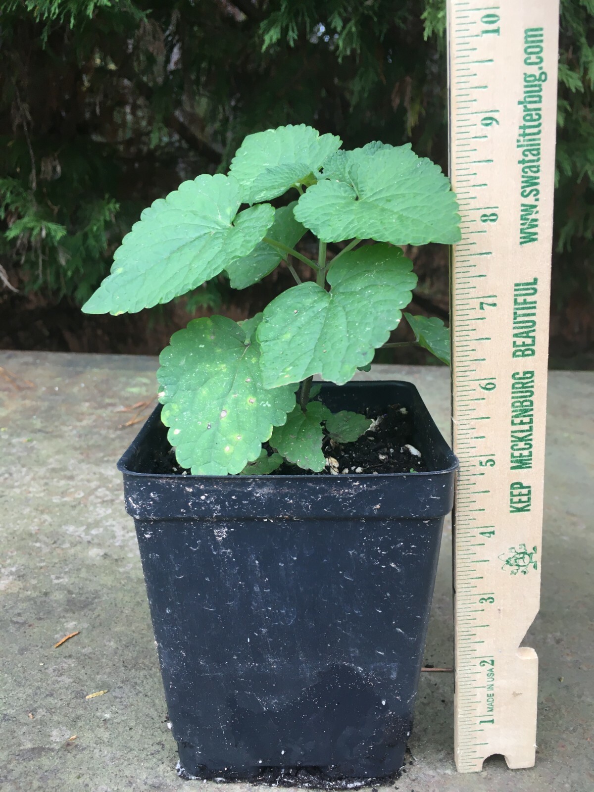 Anise Hyssop ( Licorice Mint) Live Plant Native Edible Medicinal Herb 3.5″ Pot