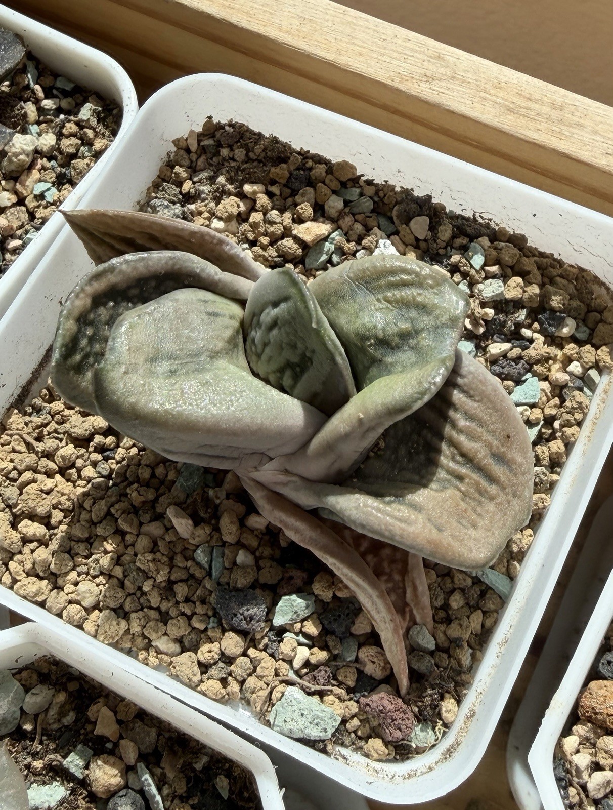 Gasteria armstrongii Hybrid, Live Plant, Same As Pic (2 inches)