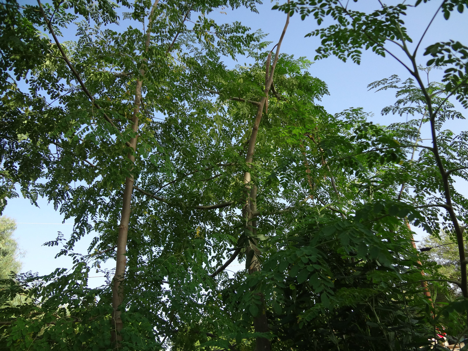 SUPER SPECIAL DEAL!! MORINGA Oleifera STX-1 Most Hardy Organically Grown SEEDS