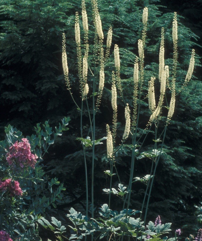Live Bare Root Assortment Of 40 Wild Native Plant & Wildflowers For Transplant