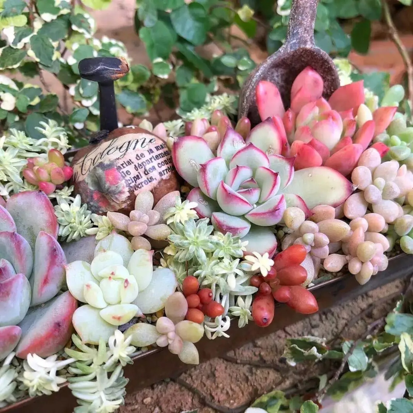 200pcs Rare Mixed Succulent Seeds – Stunning Variety for Indoor and Outdoor