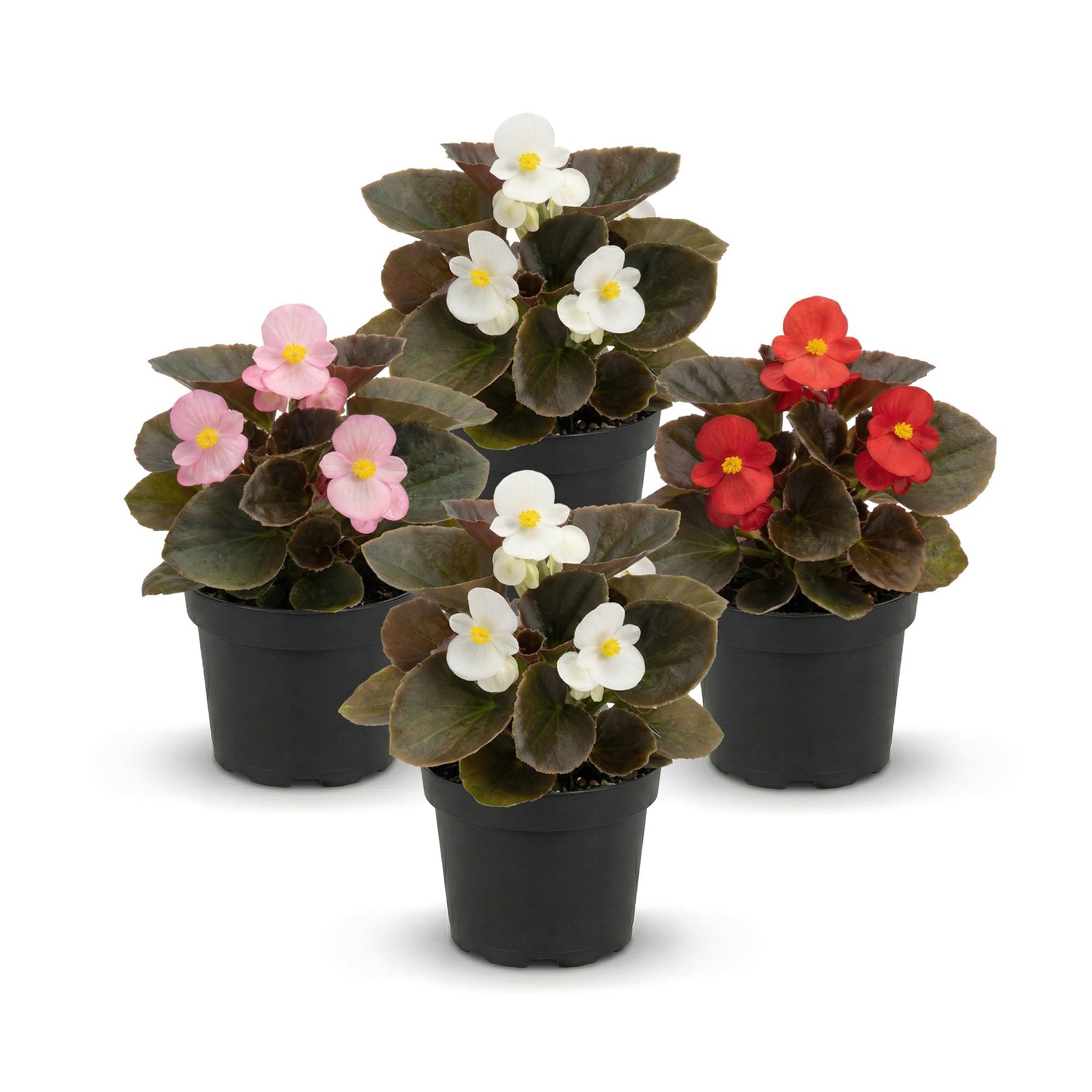 Assorted Dark Leaf Begonias 4 Pack, 8″ Tall Annual Plants in 1 Pt Pot