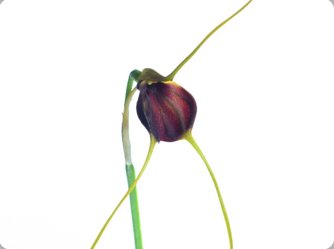 Masdevallia cardiantha Orchid Species Yellow Red 2” Pot (CJ20)
