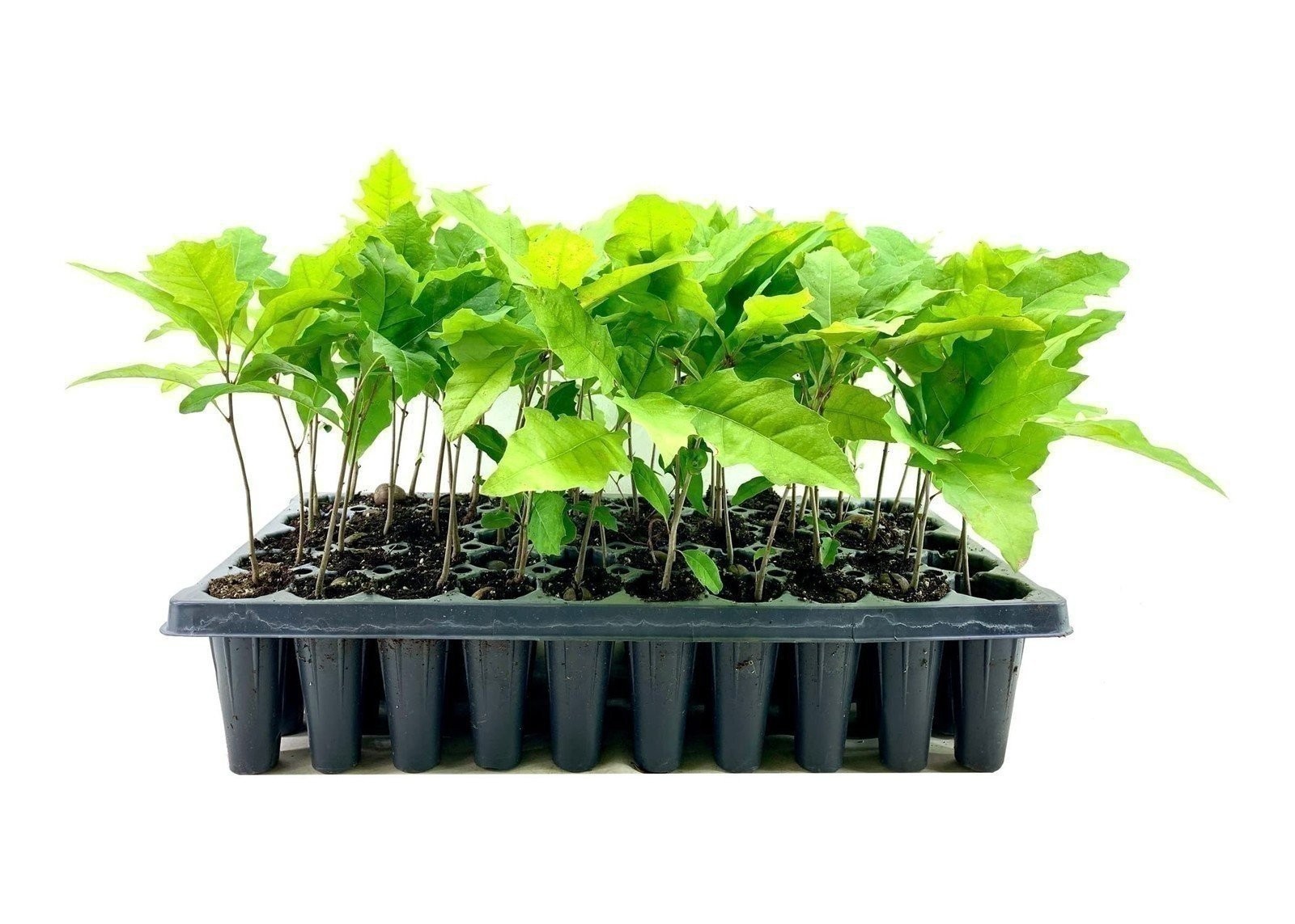 Shumard Oak | 2 Inch | Quercus shumardii | Low Maintenance | Hardy Plant