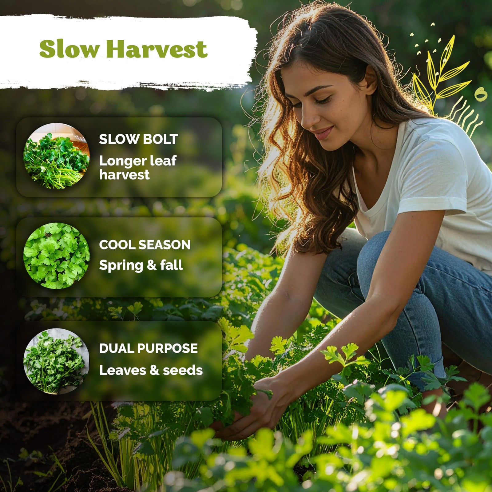 KVITER 1000 Slow Bolt Cilantro Seeds (Coriandrum sativum)