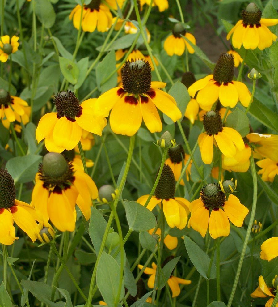 Clasping Coneflower Seeds 300+ Rudbeckia USA SELLER FREE SHIPPING WILDFLOWER