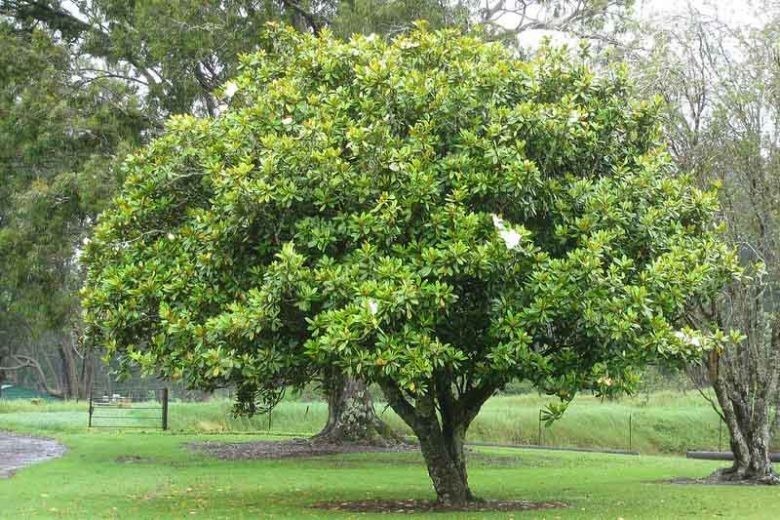 1 Southern Magnolia Tree 12-24″ Magnolia grandiflora Bare Root