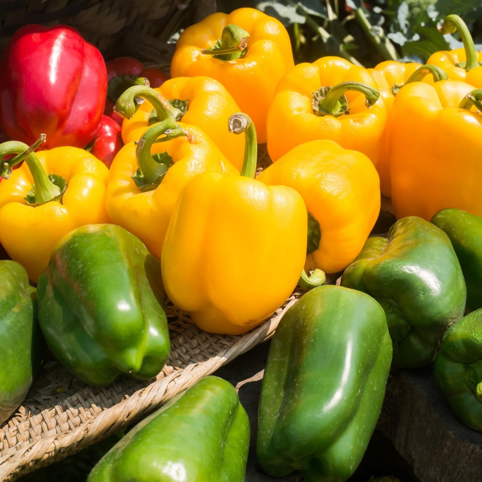 Assorted Bell Peppers – Seeds – Organic – Non Gmo – Heirloom Seeds