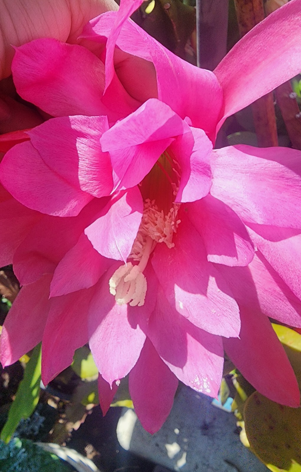 Epiphyllum Oxypetallum (Queen of the Night) Pink, red or yellow Color 6-15″