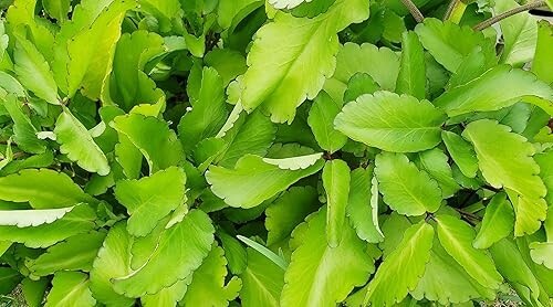 Miracle Leaf Starter Plant 6-10″ Tall in 4″ Pot – Fast Growing, Easy Care