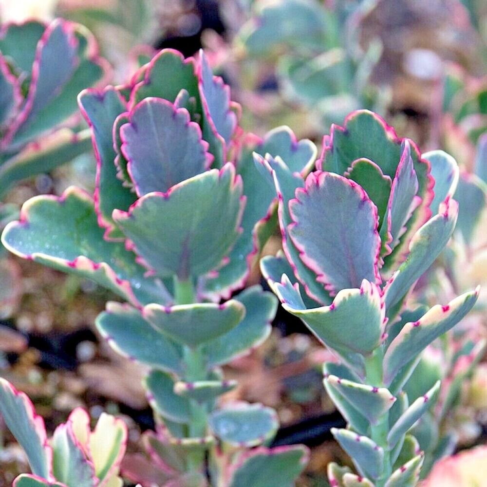 Kalanchoe fedtschenkoi-Lavender Scallops
