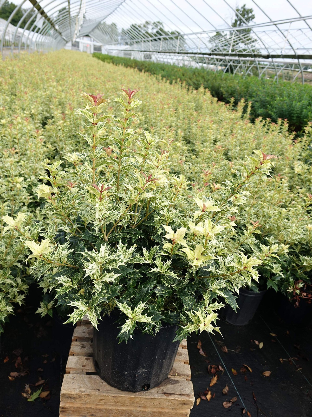 Green Promise Farms Osmanthus Heterophyllus Goshiki False Holly Evergreen 2 –