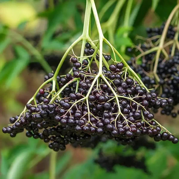 5 American Elderberry Tree 12-24″ Tall Sambucus canadensis Bare Root