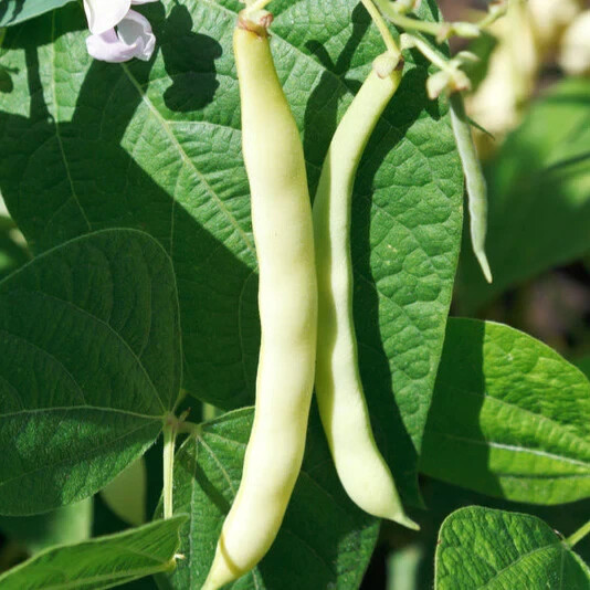 Bai Bu Lao Romano Bean seeds (25) / ORGANIC / DELICIOUS / FL GROWN / POLE / RARE