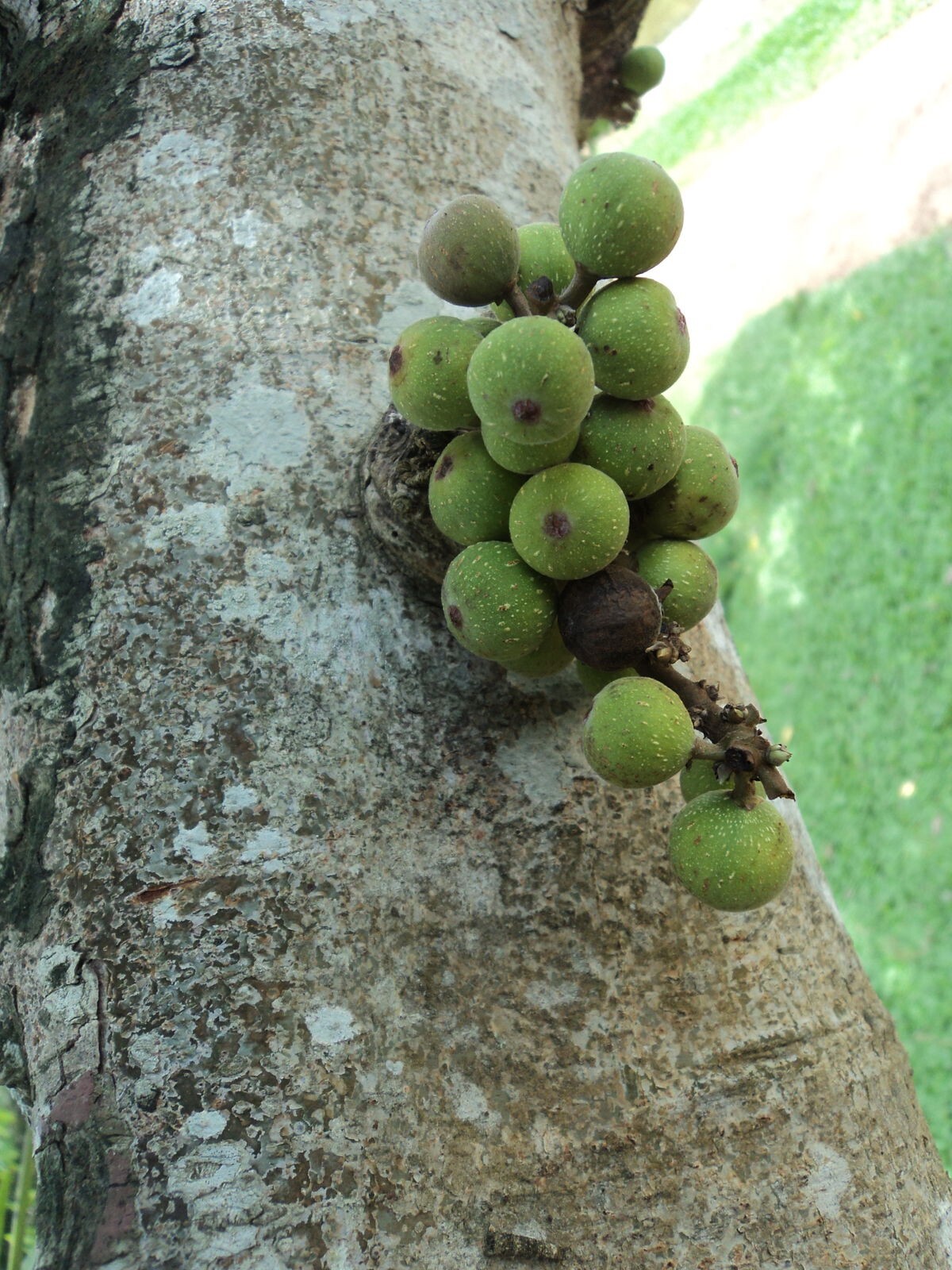 10 Ficus Racemosa Cluster Fig Seeds Ultra Unique Exotic!